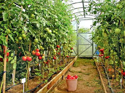 Bewertungen, Fotos und Ertrag von Tomato Intuition