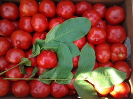 Foto di Tomato Prima Donna