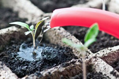 Fertilisation des jeunes plants de tomates à la maison