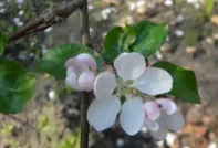 Apfelblüte