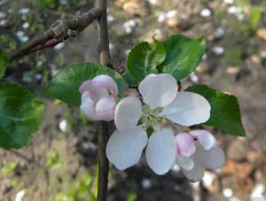 fiore di melo