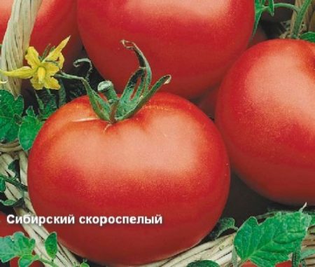 Tomato "Siberian early ripening": characteristics and description of the variety