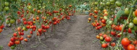 Tomato "Siberian early ripening"