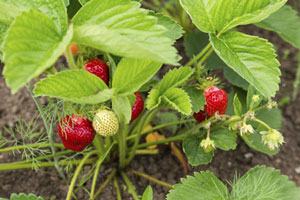 Wie man Erdbeeren im Frühjahr gegen Krankheiten und Schädlinge behandelt