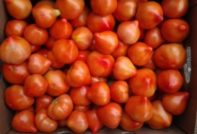 مراجعات طماطم بريما دونا