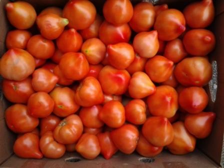 Recensioni del pomodoro Prima Donna