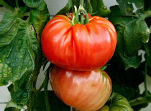Tomatensorte „Budenovka“: Erfahrungsberichte von Anbauern