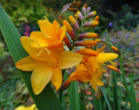 Crocosmia: piantagione