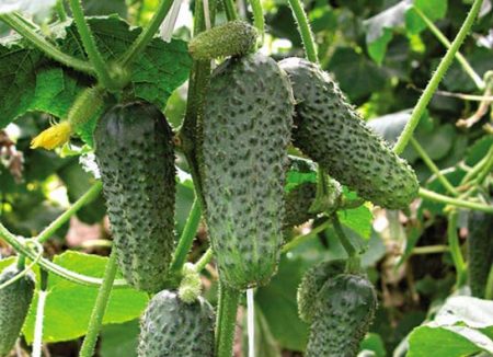 Les concombres les plus productifs en pleine terre