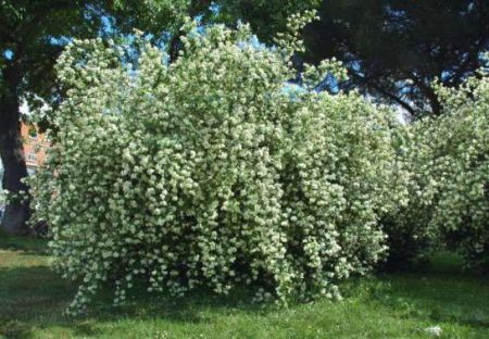 Jasmin