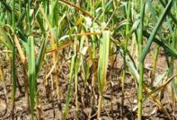 Warum wird Knoblauch gelb?