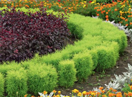Kochia: Anzucht aus Samen