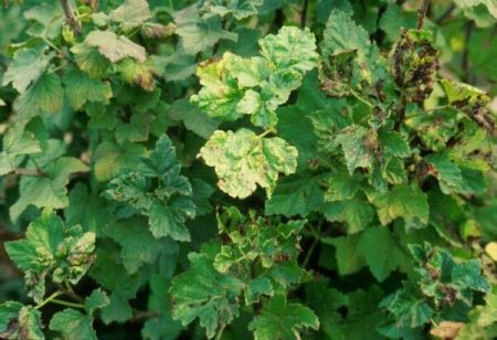 Blattläuse an Johannisbeeren: Wie man sie bekämpft