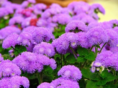 Ageratum: coltivare dai semi in casa