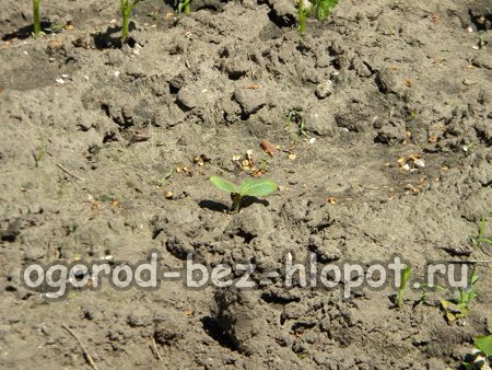 germes de courgettes en pleine terre