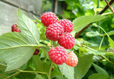 How to care for raspberries in spring to ensure a good harvest