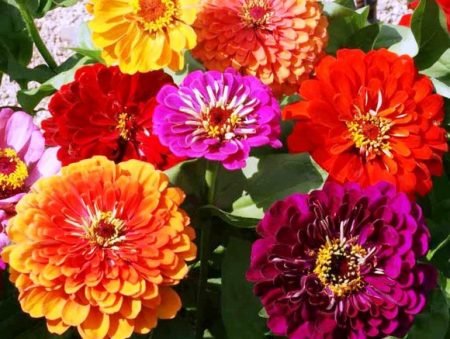 Zinnia: cura