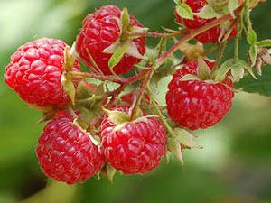 How to care for raspberries in spring to ensure a good harvest
