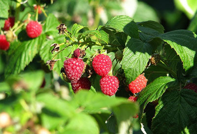 How to care for raspberries in spring to ensure a good harvest