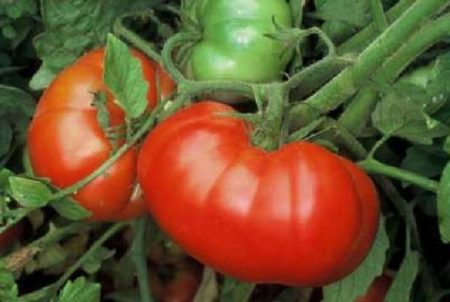 Pomodoro "Cosmonauta Volkov": recensioni, foto