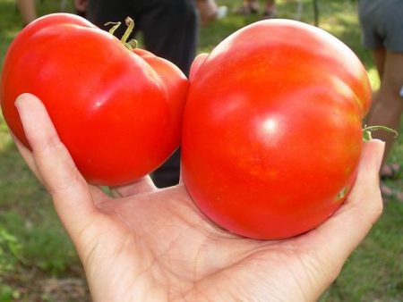 Pomodoro 'Cosmonaut Volkov': recensioni, foto ed esperienza di piantagione