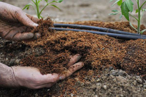 What fertilizers should be applied when planting tomatoes?