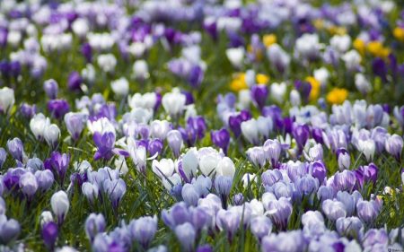 Crocus : plantation et entretien
