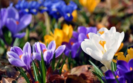 Crocus : Plantation et entretien en pleine terre