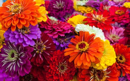 Zinnia: malattie