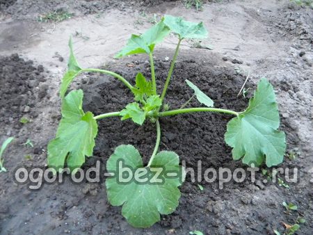 morceau de courgette formé