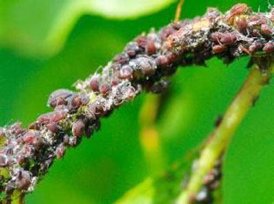 Afidi sulle prugne: come combatterli e con cosa trattarli