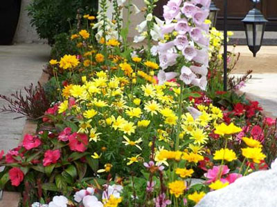 Flowers for a flowerbed that bloom all summer: photos and names