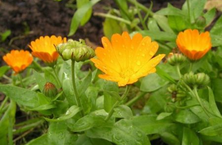 Calendula : se cultive à partir de graines