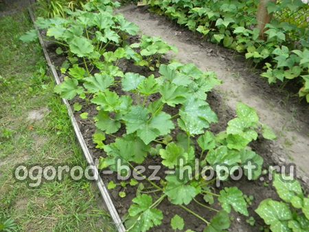 courgettes en pleine terre