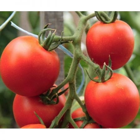 Pomodoro "Dachnik": recensioni, foto