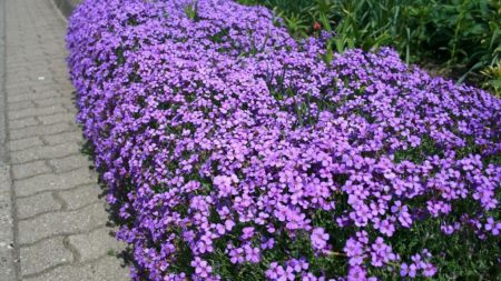 Aubrieta: Anzucht aus Samen
