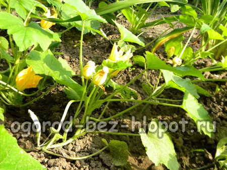 courgettes en fleurs