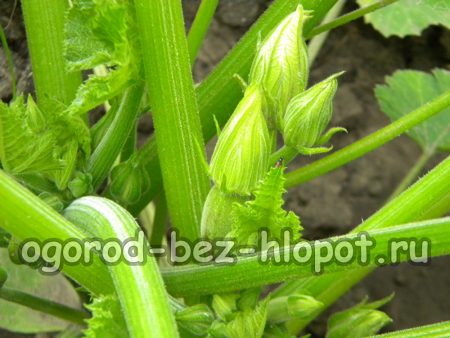 formation des ovaires de courgette