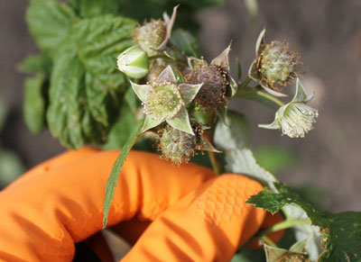 How to care for raspberries in spring to ensure a good harvest