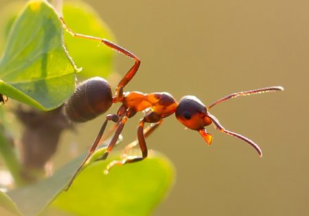 Πώς να απαλλαγείτε από τα μυρμήγκια στον κήπο σας