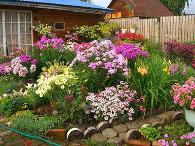 Flowers for a flowerbed that bloom all summer: photos and names