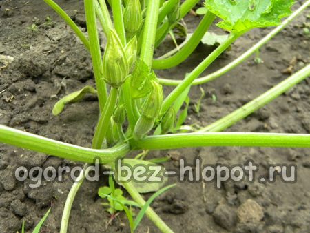 ovaires sur courgettes