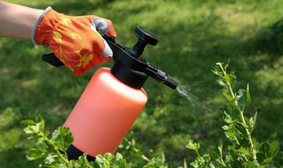 Pelures d'oignon pour le jardin ou le potager, application