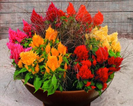 Celosia: piantare dai semi, quando piantare