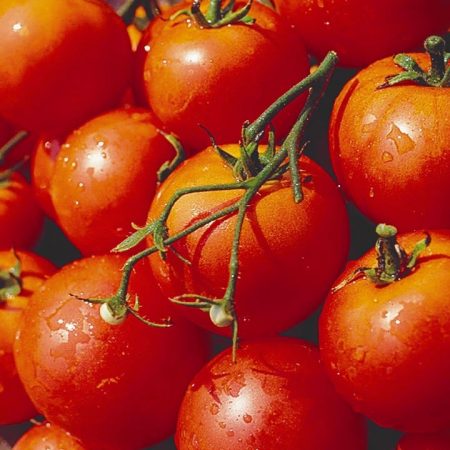 Pomodoro "Dubrava": caratteristiche