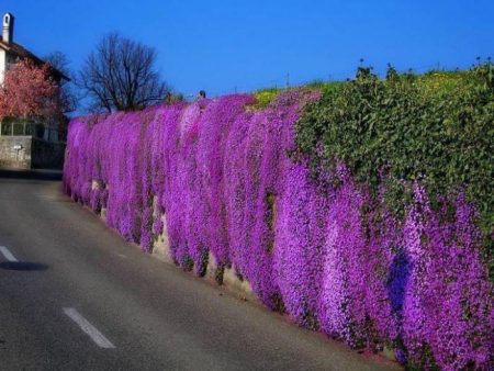Aubrieta: Wachsen