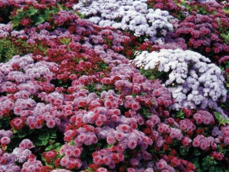 Ageratum: coltivazione da semi