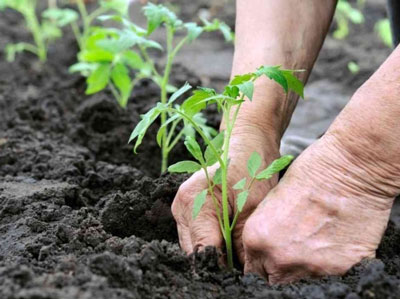 What fertilizers should be applied when planting tomatoes?