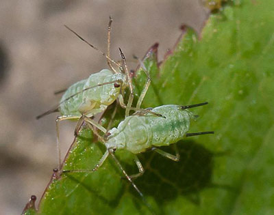 Comment se débarrasser des pucerons sur les arbres