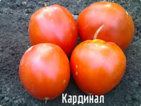 Tomate « Cardinal » : caractéristiques